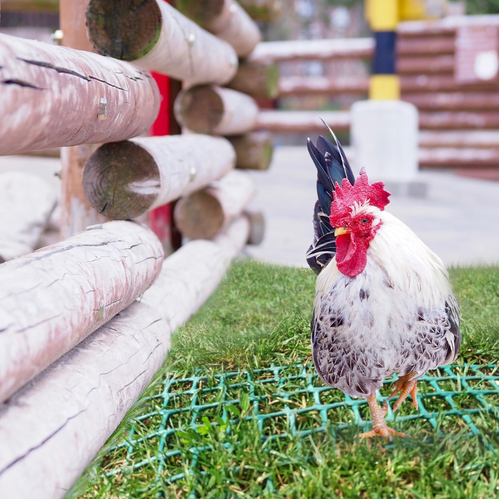 Huhn läuft über grünes Gitter auf Rasen hinter Holzzaun