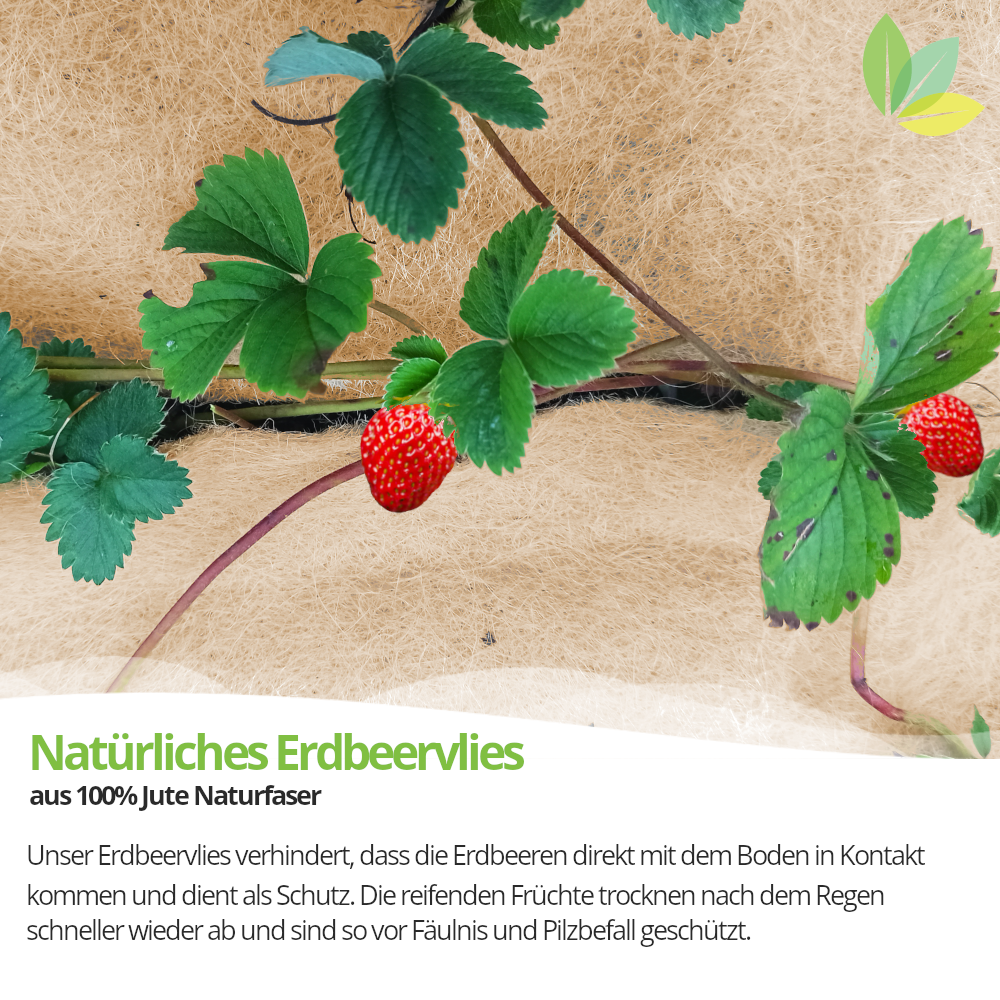 Jute Erdbeervlies verhindert direkten Kontakt der Erdbeeren mit dem Boden