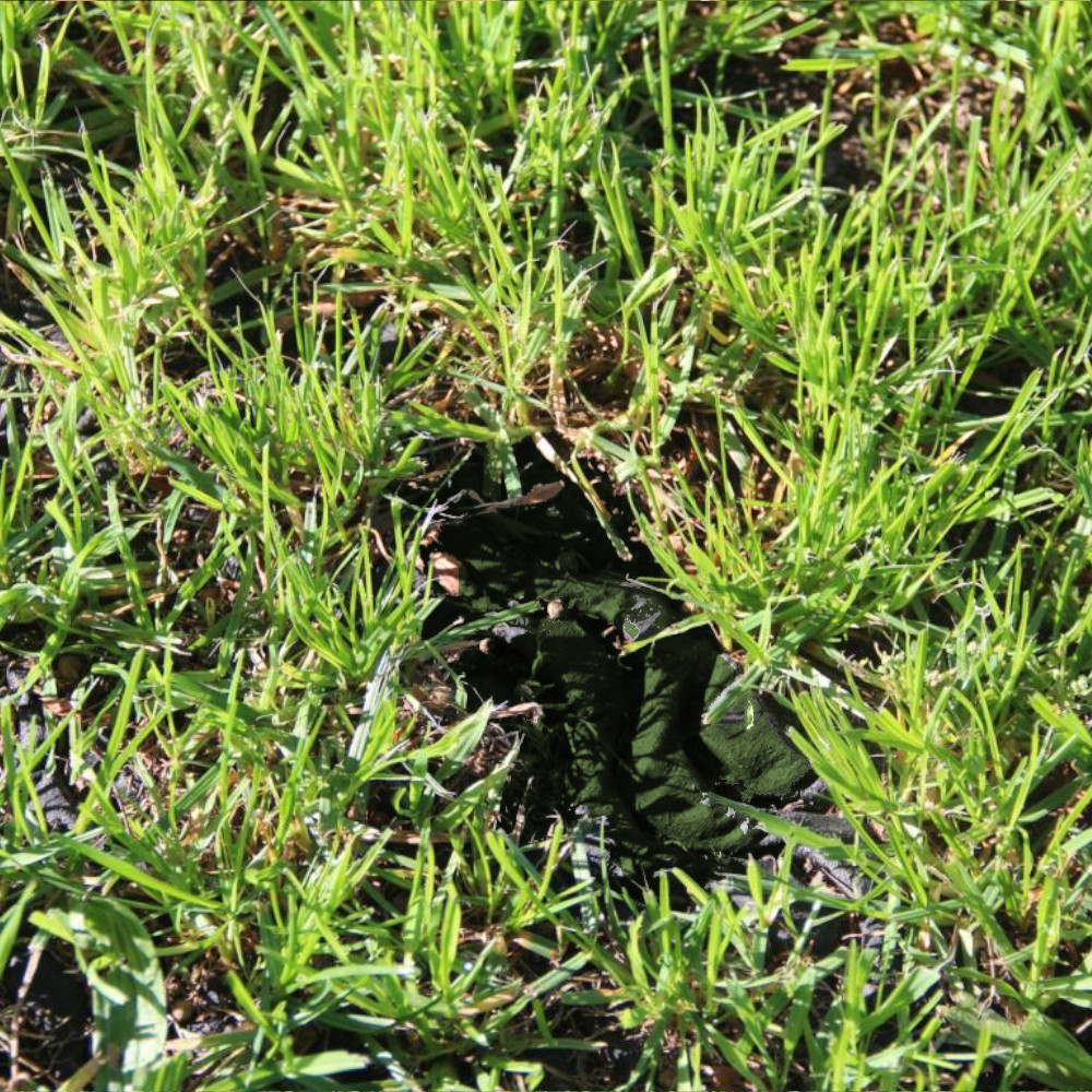 Rasen ist verwachsen mit dem Bodenschutzgitter