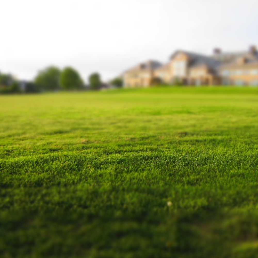 Detail von gesundem Rasen