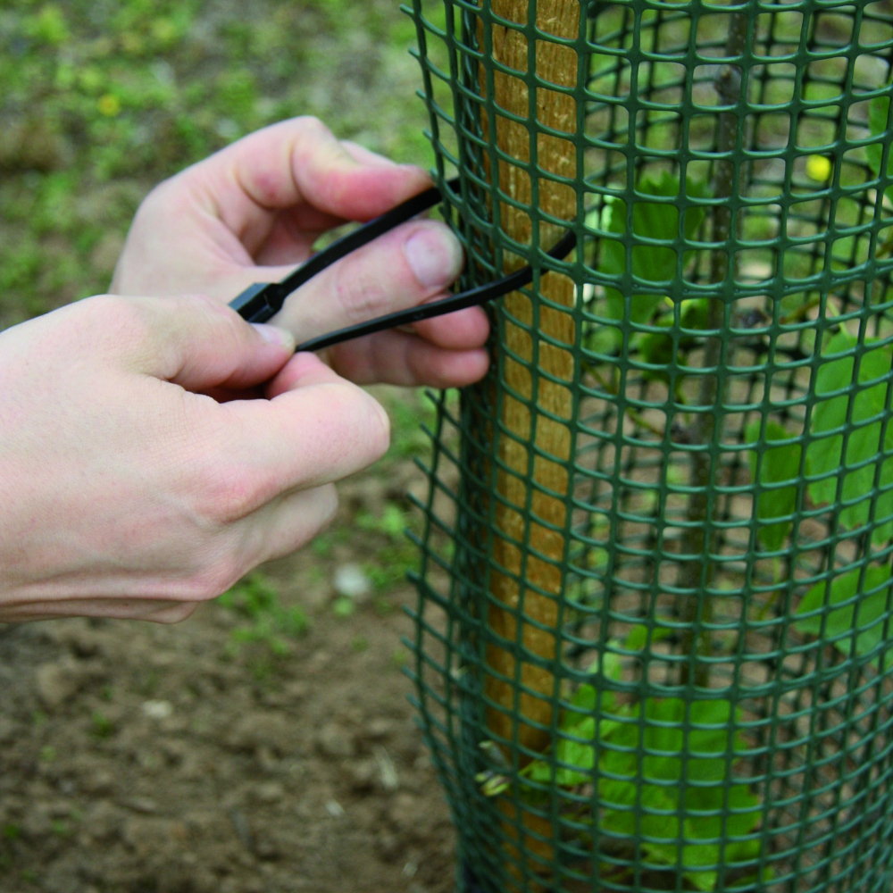 Treeguard Baumschutz-Gitter wird mit Kabelbindern an Hartholzpfahl um Bäumchen befestigt