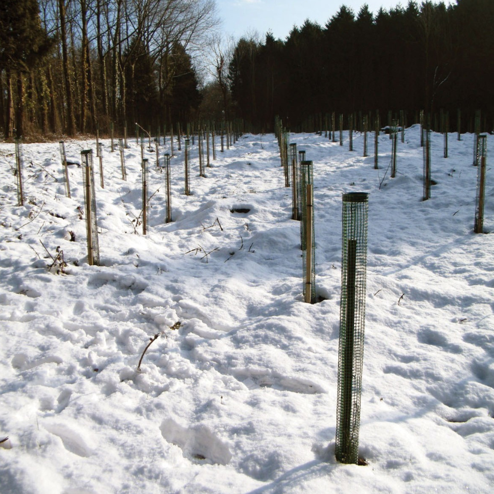 TUBEX Treeguard Baumschutz-Gitter-Röhren schützen selbst im Winter