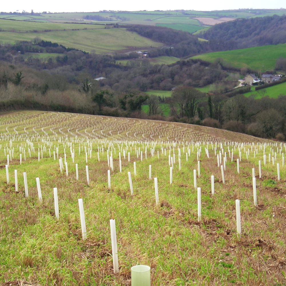 TUBEX Easywrap unterstützt das Wachstum junger Obstbäume auf dem Feld