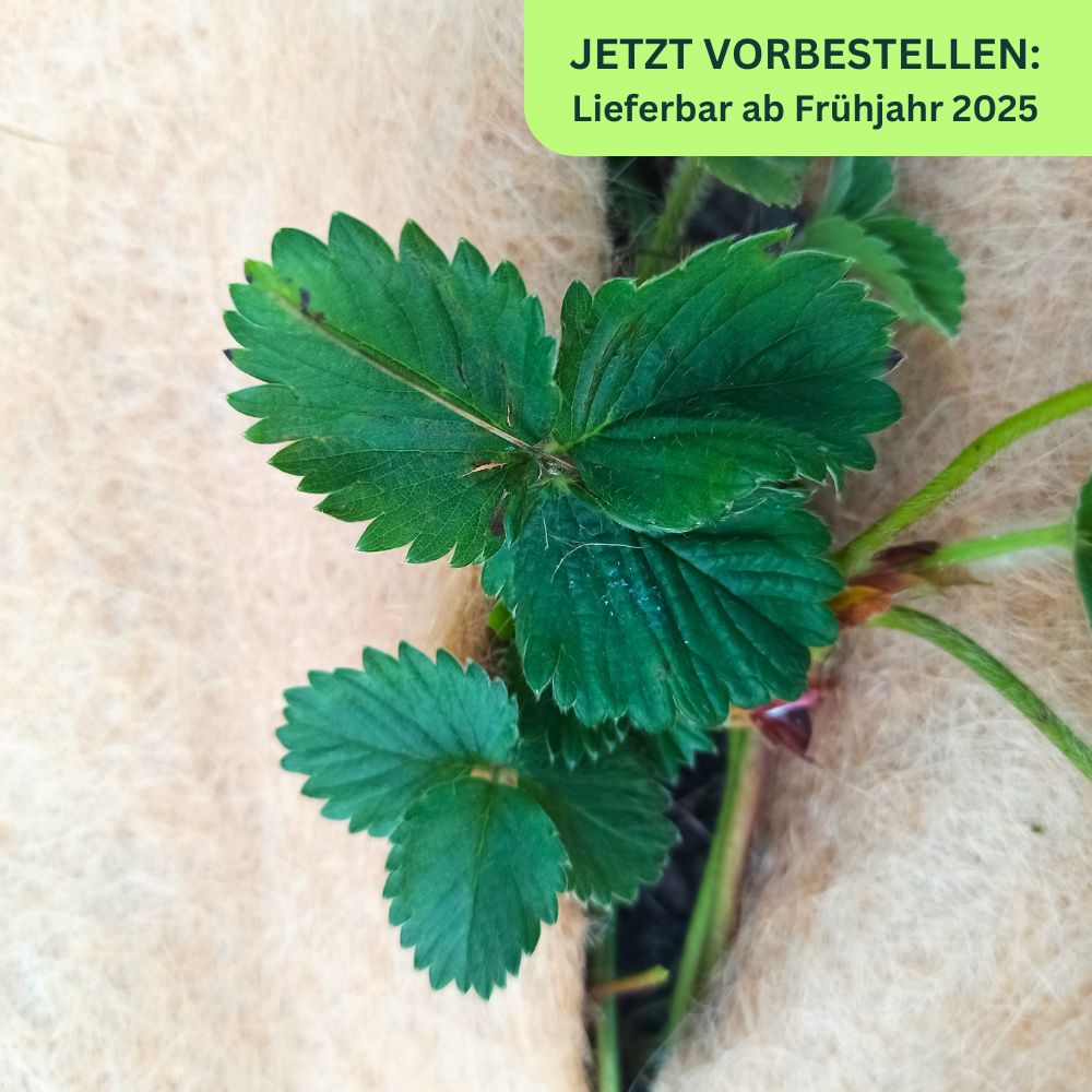 Erdbeervlies aus Jute, Mulchvlies für Erdbeerpflanzen, 1m x 10m