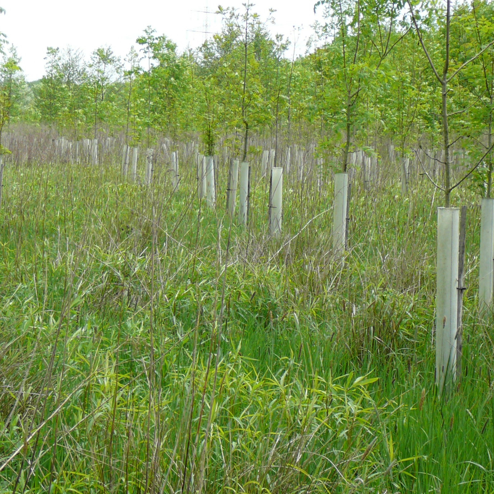 Tubex Ventex in der Anwendung auf freiem Feld