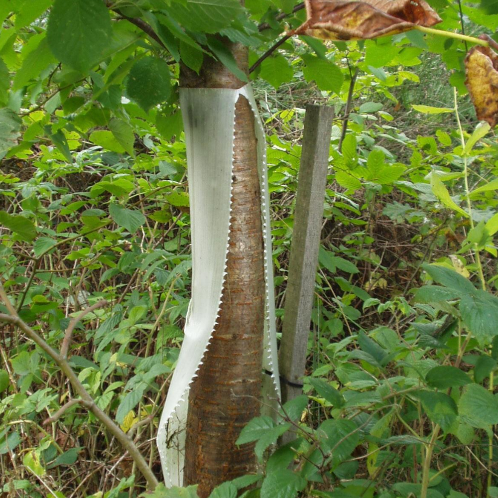 Tubex Ventex reißt an der vorgesehenen Naht auf wenn der Baum groß genug ist
