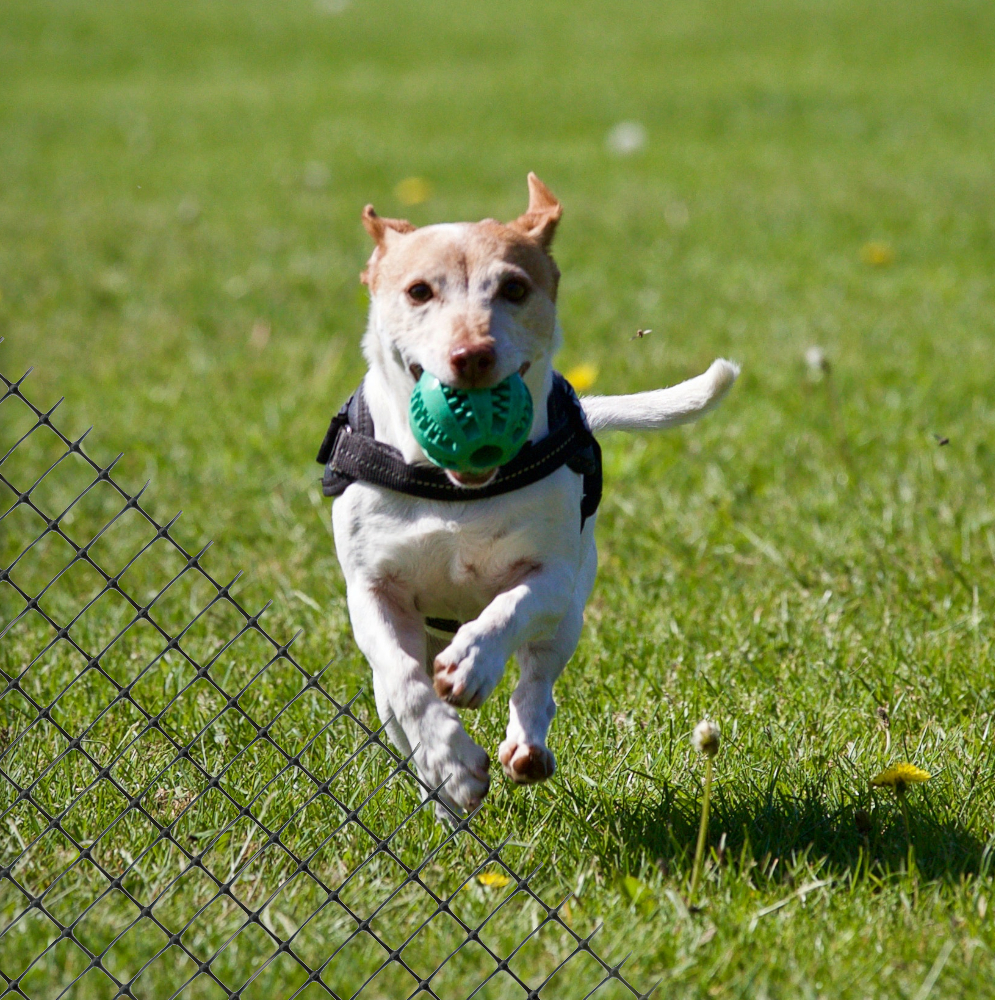 Schutznetz aus Kunststoff und daneben ein Hund mit Ball im Mund auf einer Wiese