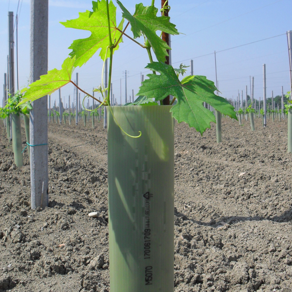 TUBEX Ecovine, kostengünstige Wuchshülle und Verbissschutz  für den Weinbau, 60cm, Ø 71-86mm, grün