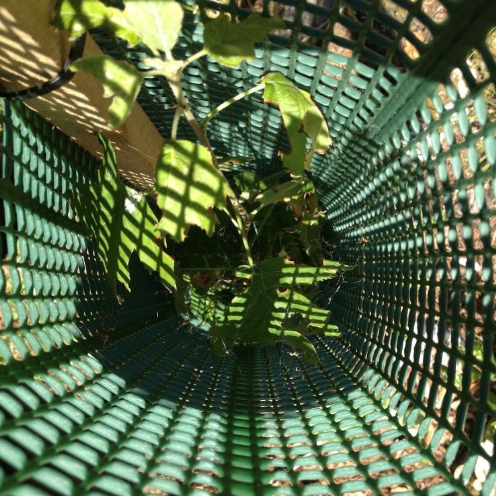 Das Innere der TUBEX Layflats