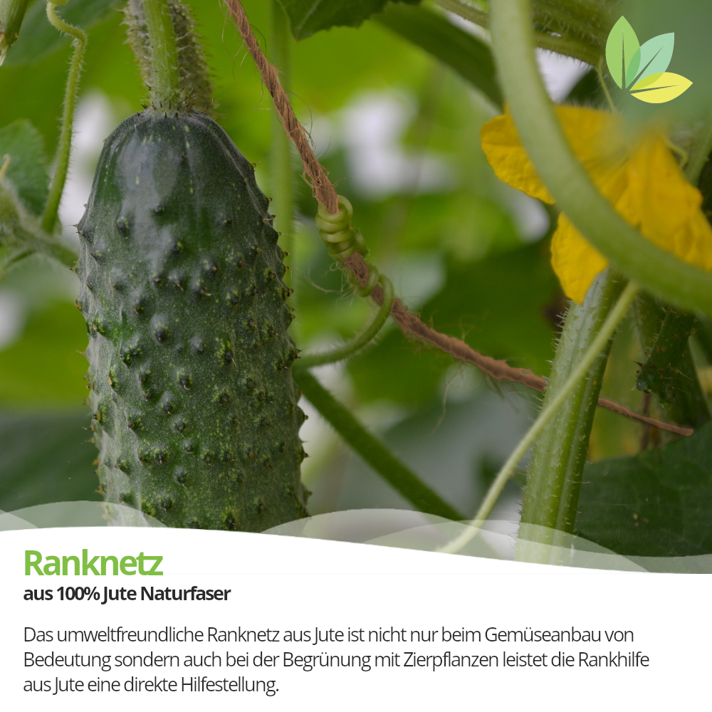Jute-Ranknetz in der Gurken-Pflanze