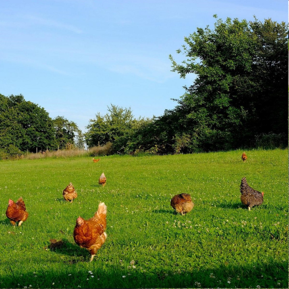 Hühnerhaltung - Schutz vor dem Picken