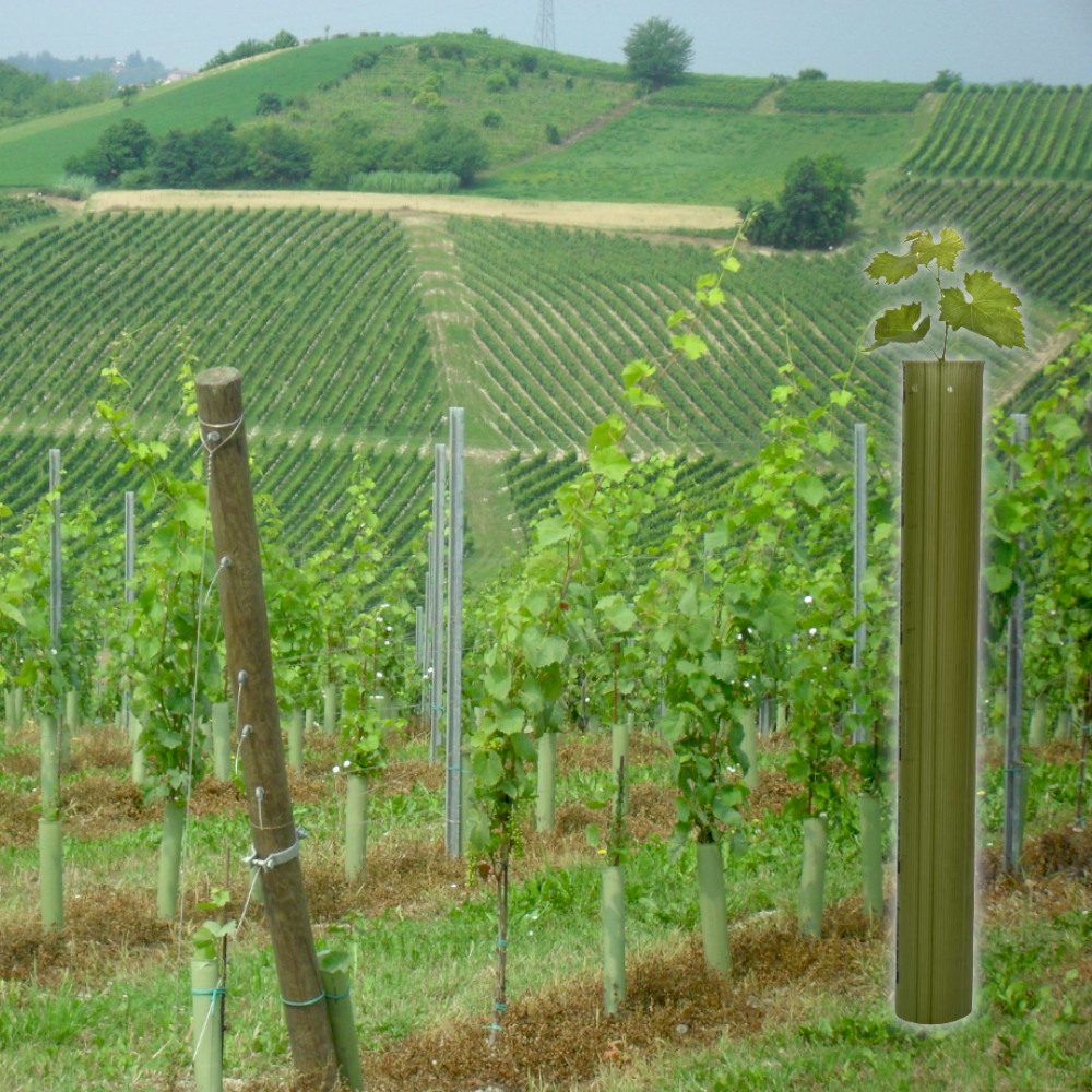 TUBEX Vine Original, Premium Rebschutz-Röhre, 60cm, Ø90-110mm TUBEX Vine Original mit großem Wuchsraum (90-110mm), ideal für großblättrige Rebsorten