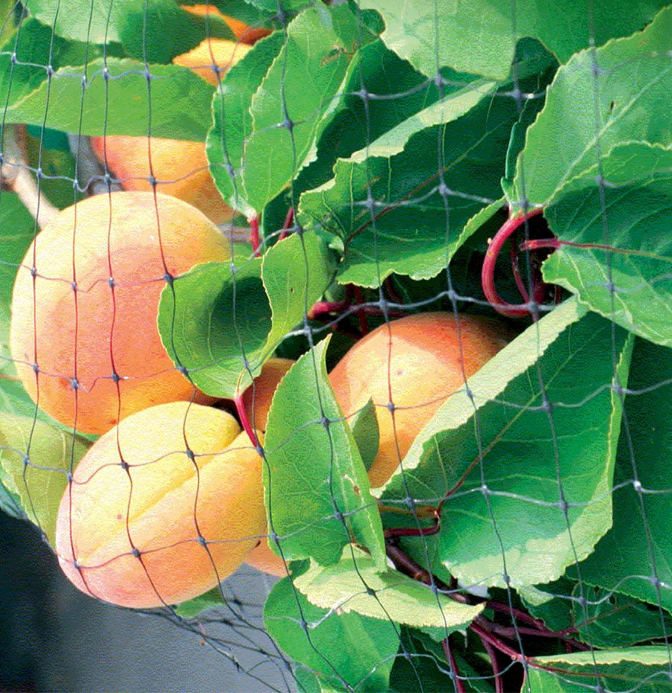 Vogelschutznetz vor Obstbaum gespannt