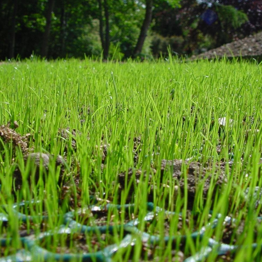 Rasen wächst durch grünes Gitter auf Wiese