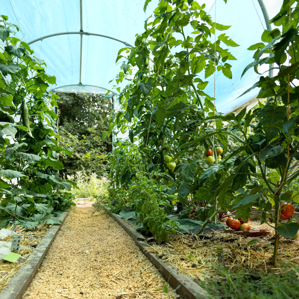 Tomaten im Gewächshaus Römi