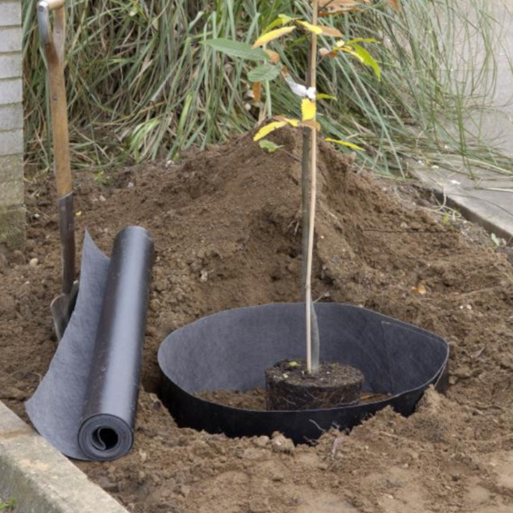 Wurzelsperre um Jungpflanze gespannt