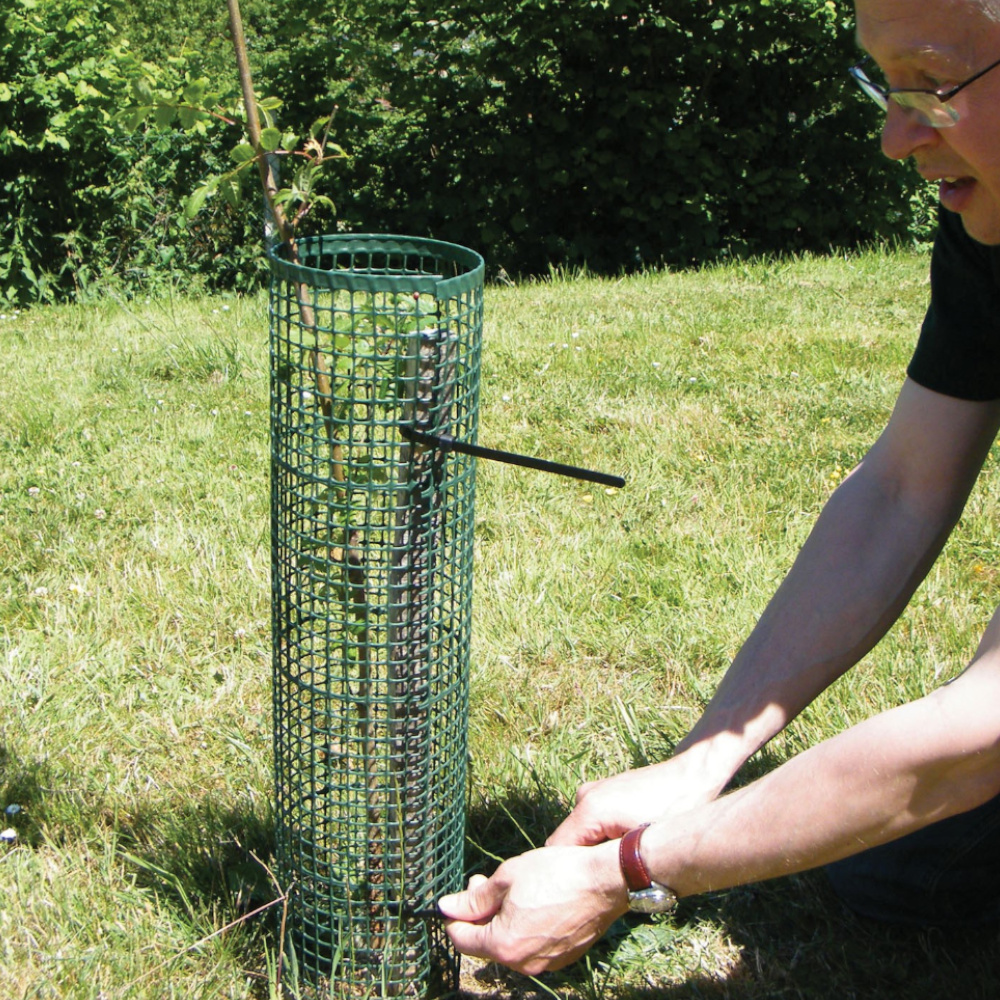 Treeguard Baumschutz-Gitter wird um jungen Baum befestigt