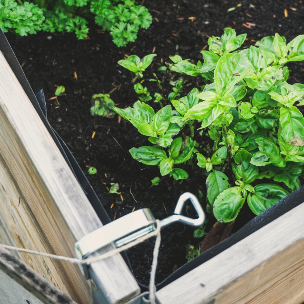 Kräuter im Hochbeet