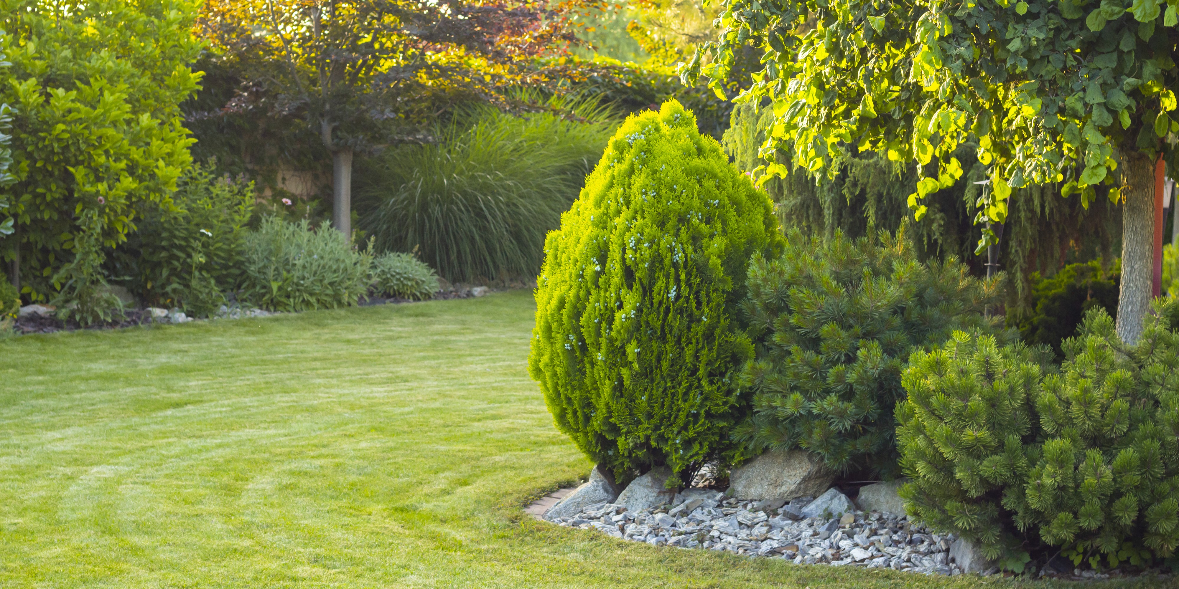 Grüner Garten mit gepflegtem Rasen, Sträuchern und einem großen, runden Nadelbaum in der Mitte. Sonnenlicht fällt auf die Pflanzen.