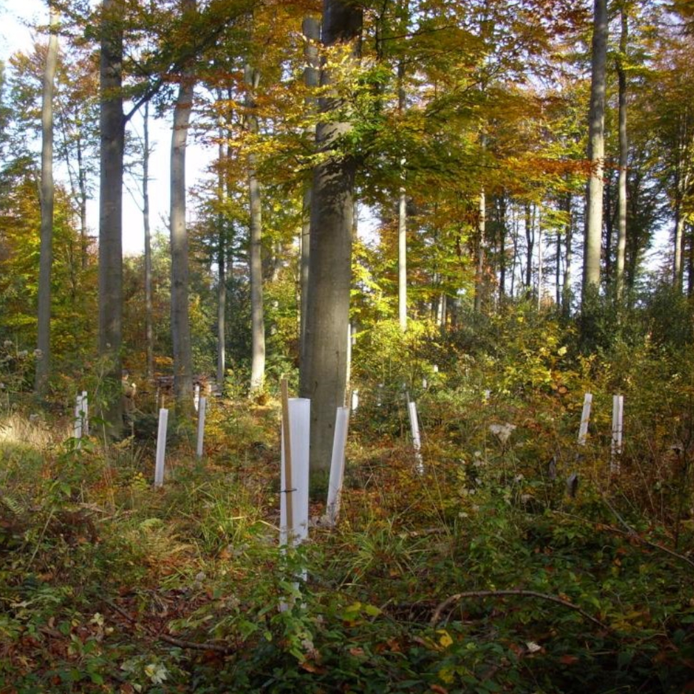 TUBEX Ventex Clear 1,2m, Wuchshülle und Verbissschutz für lichtarme Standorte, Ø 80-120mm