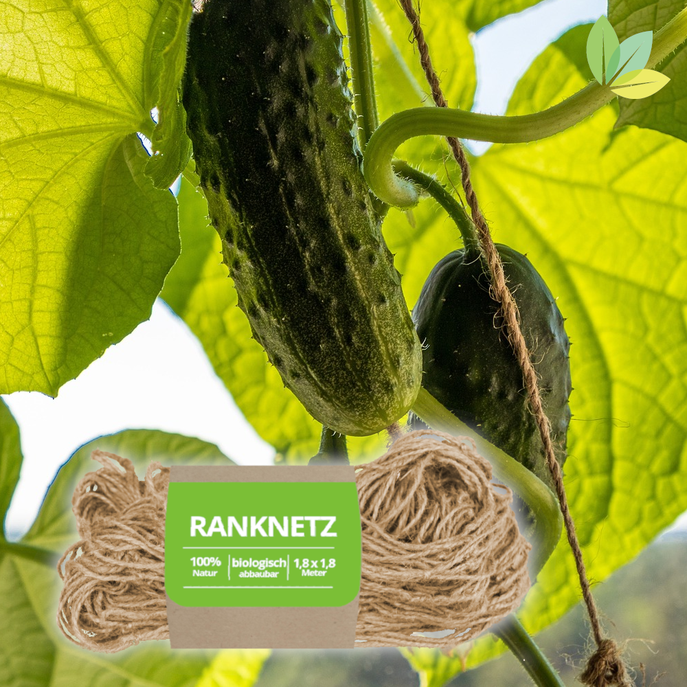 Jute-Ranknetz in der Gurken-Pflanze