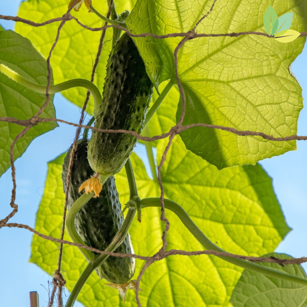 Jute-Ranknetz in der Gurken-Pflanze