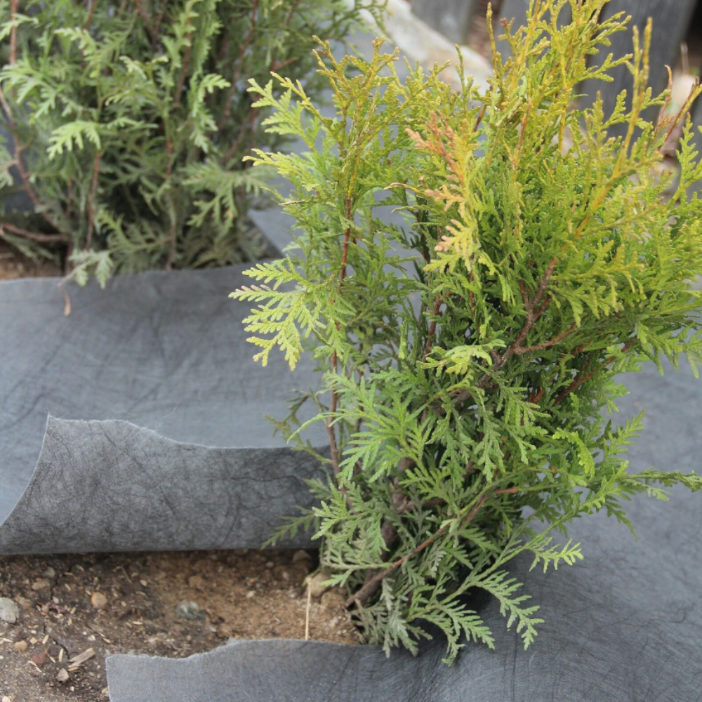 Unkrautvlies um kleine Büsche verlegt