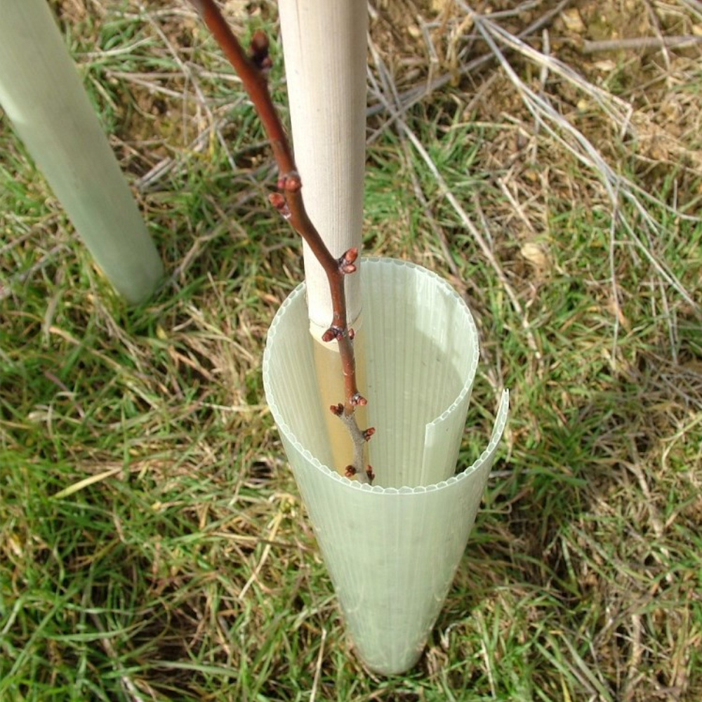 TUBEX Easywrap leicht am Sprössling angebracht