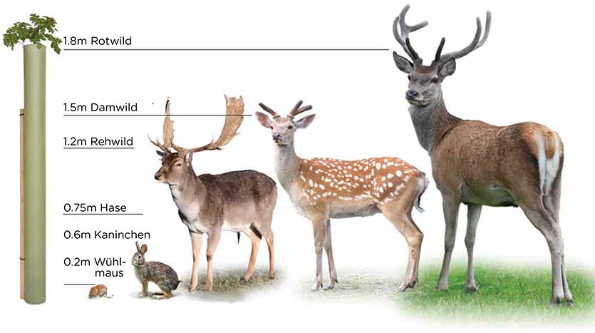 Empfohlene Wuchshüllen Höhe bei verschiedenen Wild
