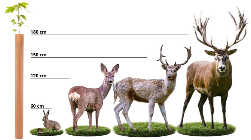 Empfohlene Wuchshüllen Höhe bei verschiedenen Wild