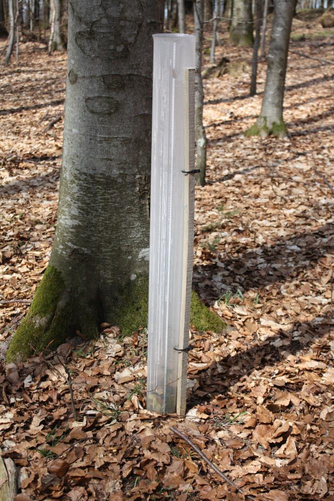 TUBEX Ventex Clear 1,2m, Wuchshülle und Verbissschutz für lichtarme Standorte, Ø 80-120mm