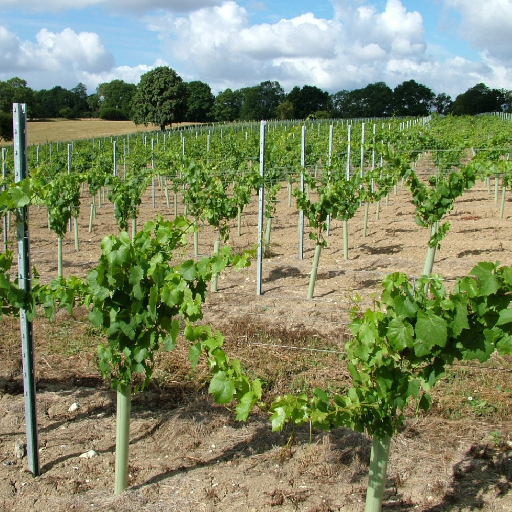 TUBEX Ecovine, kostengünstige Wuchshülle und Verbissschutz  für den Weinbau, 60cm, Ø 71-86mm, grün