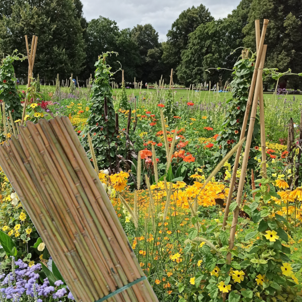 Bambusstäbe im Garten zum stabilisieren von Pflanzen