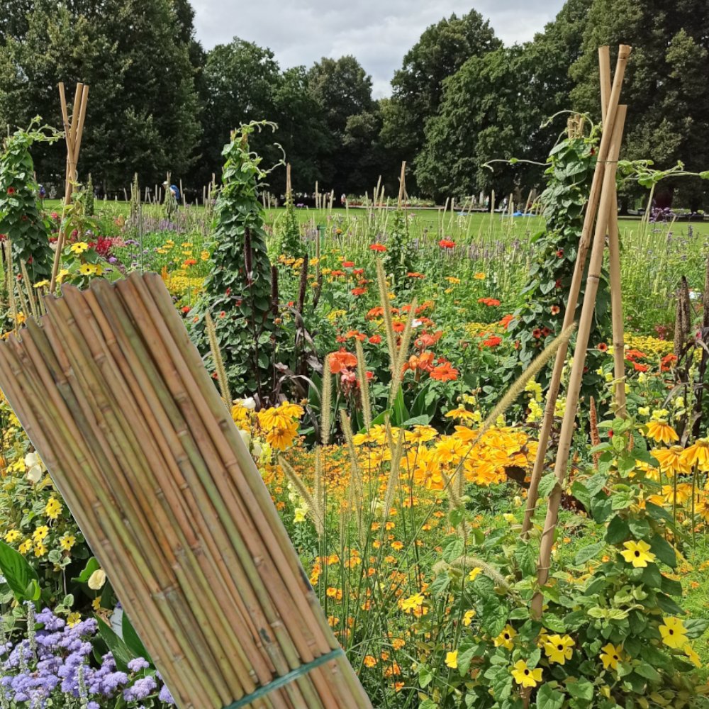 Bambusstäbe im Garten zum stabilisieren von Pflanzen