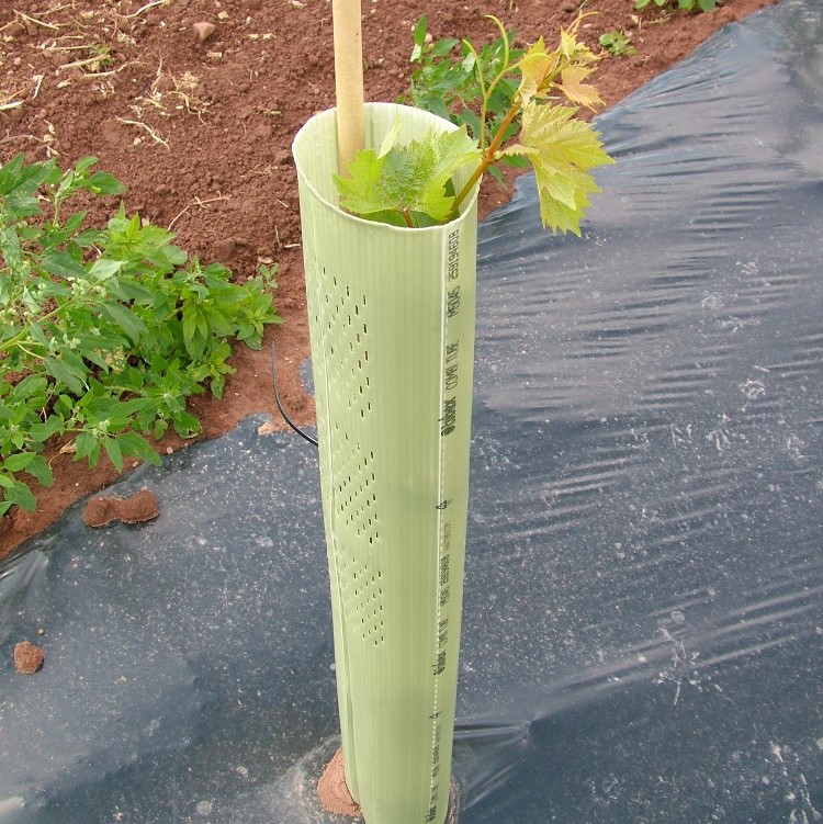 einzelne TUBEX Combitube Plus