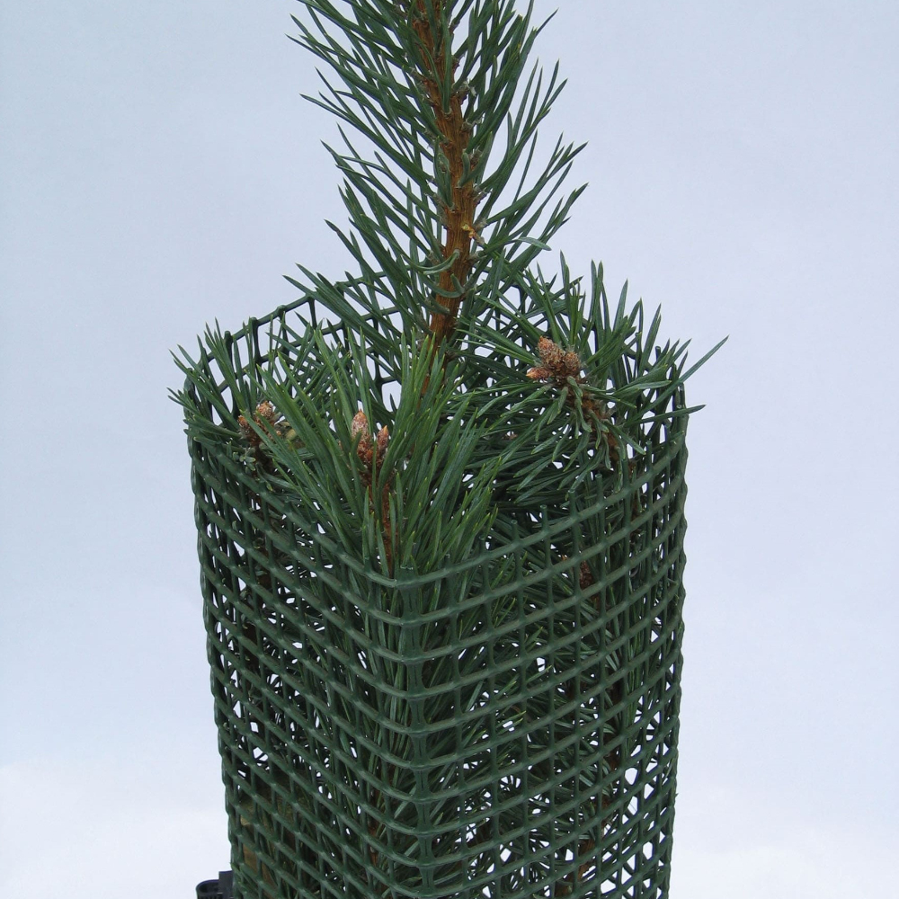 Nadelbäumchen geschützt von TUBEX Treeguard Layflat