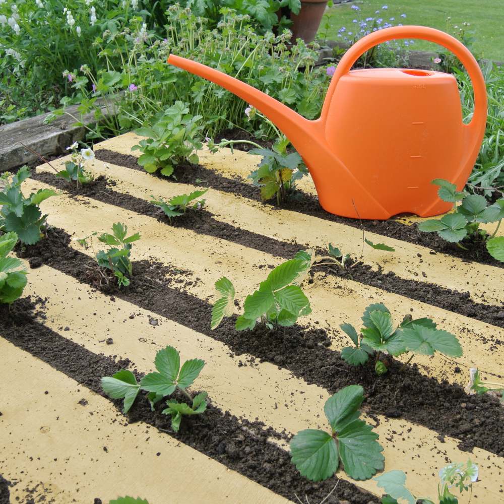 Erdbeeren angepflanzt in Beet mit orangener Gieskanne im Hintergrund