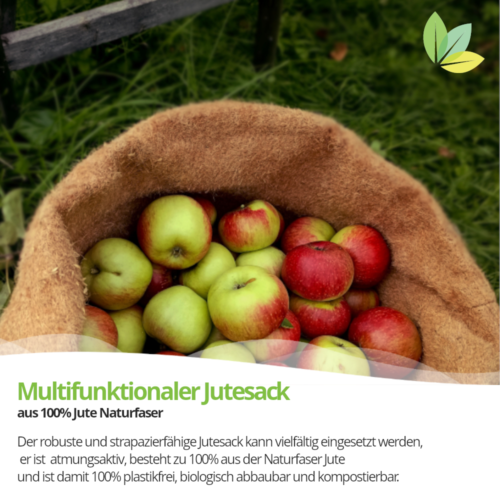 größter Jute Sack wird als Beutel für Apfelernte genutzt