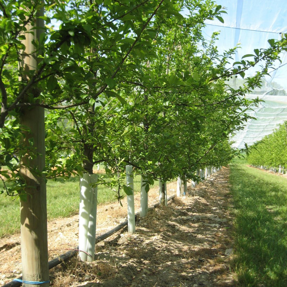 TUBEX Fruitwrap schützt mehrere Obstbäume wie ein Gewächshaus