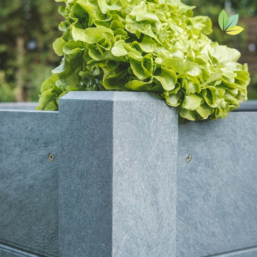 kleiner Teil der Seite des hellgrauen Hochbeets mit herausgewachsenem Blattsalat