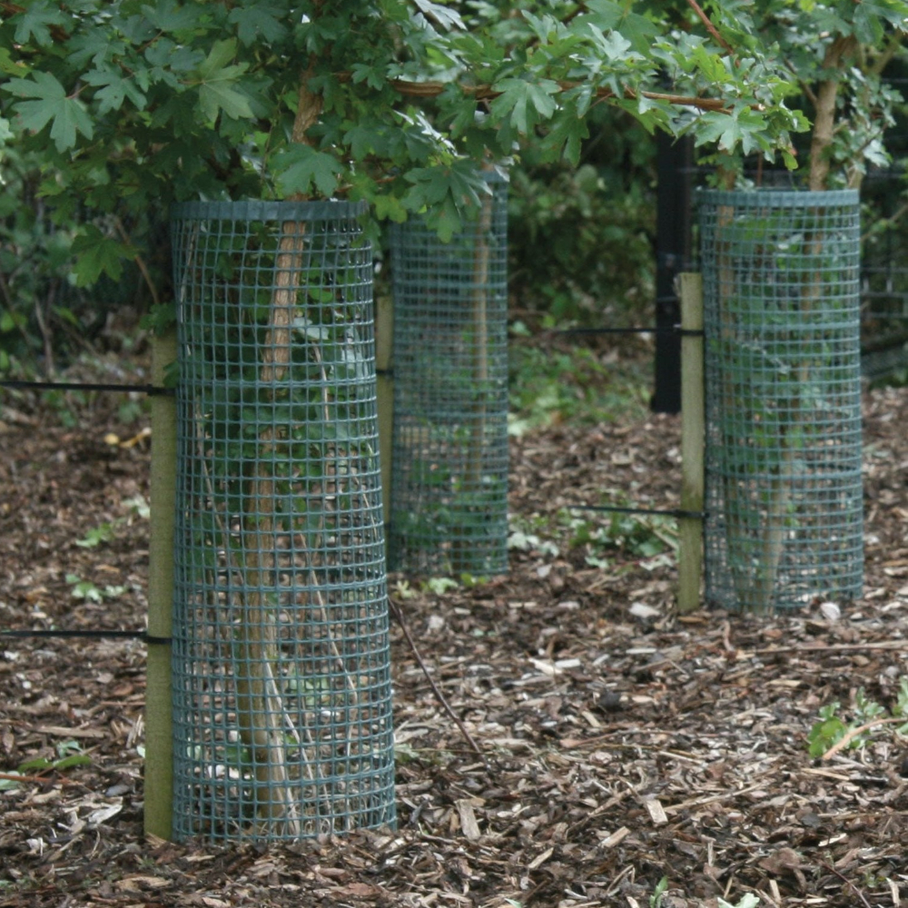 Treeguard Verbisschutz-Röhre für Sträucher