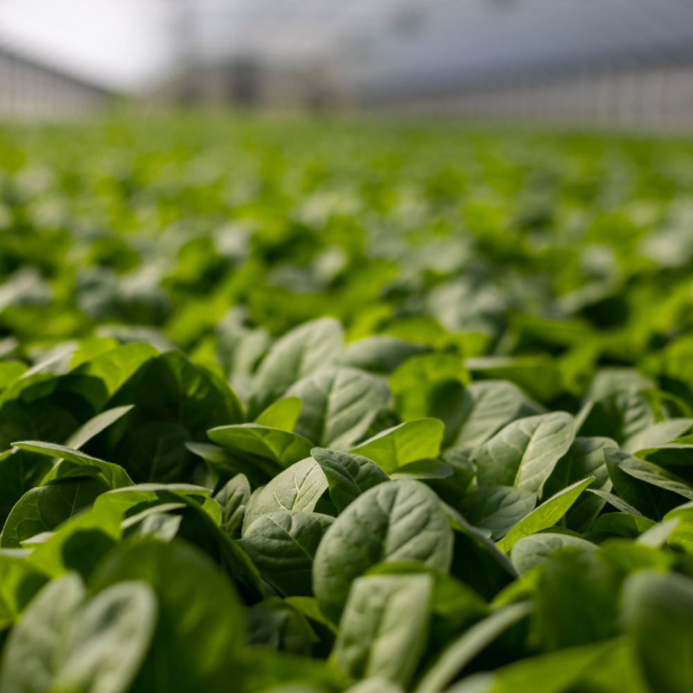 Pflanzen in Nahaufnahme