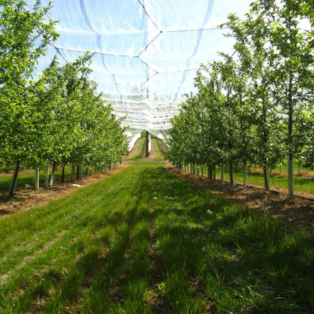 TUBEX Fruitwrap schützt Obstbäume im Foliengewächshaus