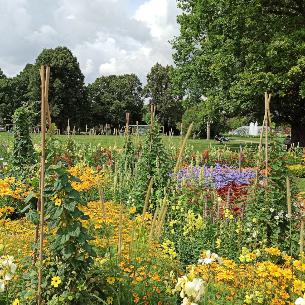 Bambusstäbe zur Stabilisierung von größeren Sträuchern