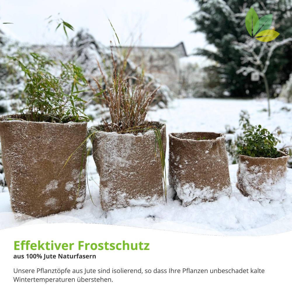 Frostschutz für den Winter: Bepflanzte Jutesäcke im Schnee