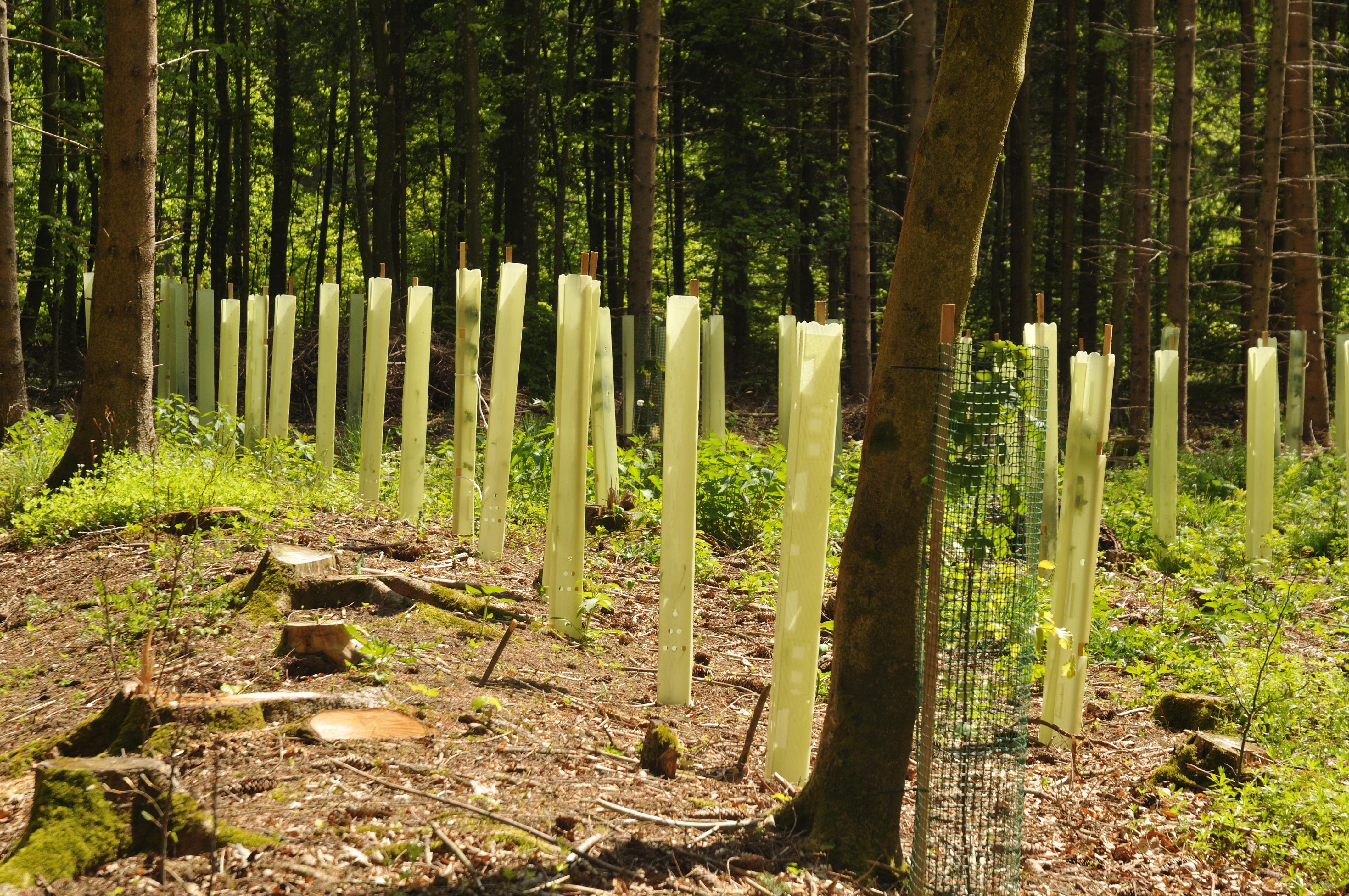 Eine Gruppe von transparenten, hohen Wuchshüllen aus Recyclingkunststoff um junge Bäume in einem Wald. Der Boden ist mit Erde und kleinen Pflanzen bedeckt.