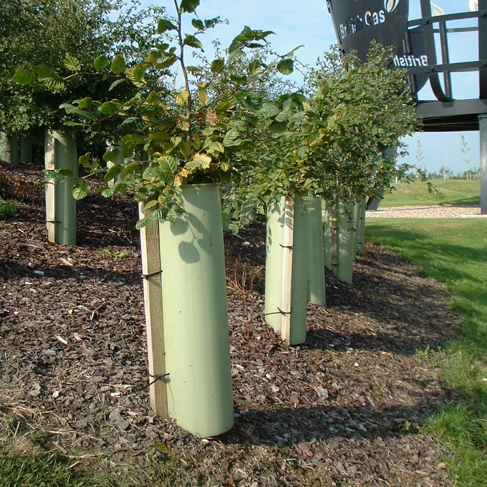 TUBEX Shrubshelter Plus, Wuchshülle und Verbissschutz für Sträucher, 60cm, Ø 144-200mm