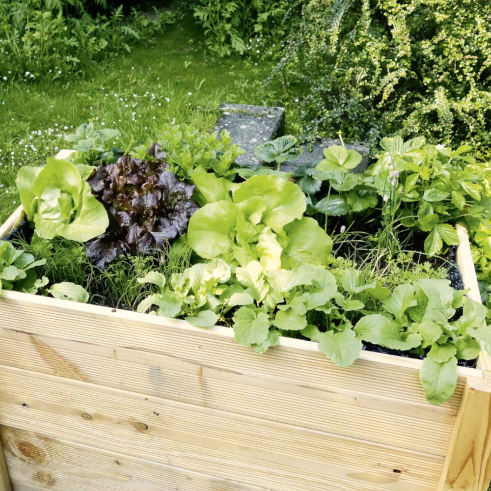 Hochbeet mit Salatpflanzen