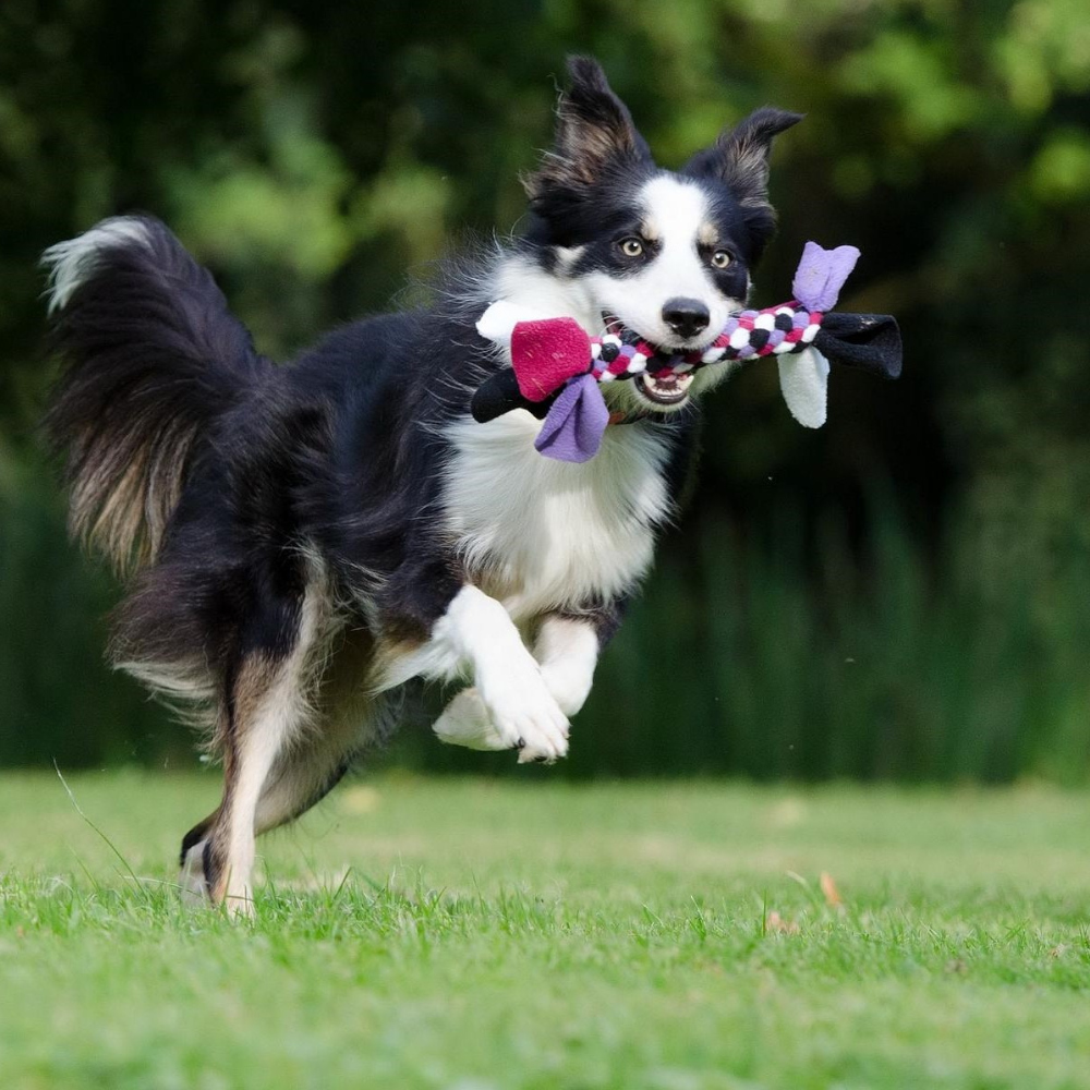 Spielender Hund auf Rasen