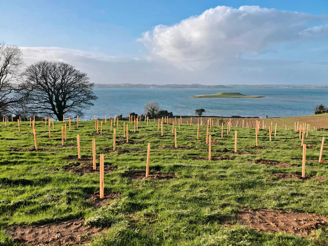 Tubex Nature Wuchshüllen auf Wiese vor Meer